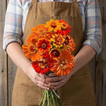 South of the Border, Zinnia Seeds - Packet image number null